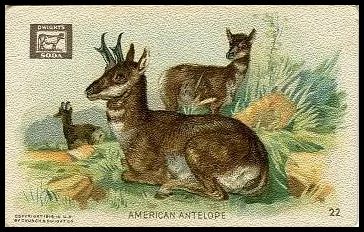 22 American Antelope